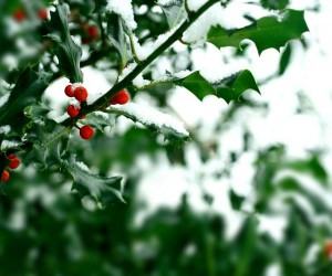 Newsletter December 2018; Newsletter December 2018;